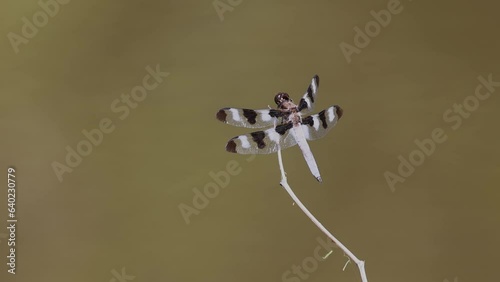 Twelve-spotted skimmer (Libellula pulchella)  on a stick until a Honey Bee chased him away. 