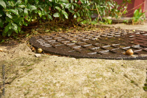 ślimak winniczek , Helix pomatia