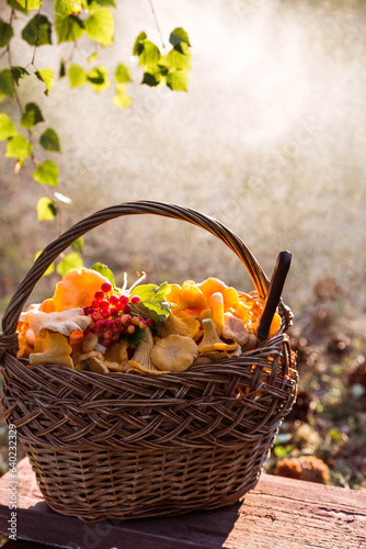 Noble  edible chanterelle mushrooms. Yellow chanterelles in a beautiful wicker basket in a birch forest in the rain. Beautiful texture of nature background.