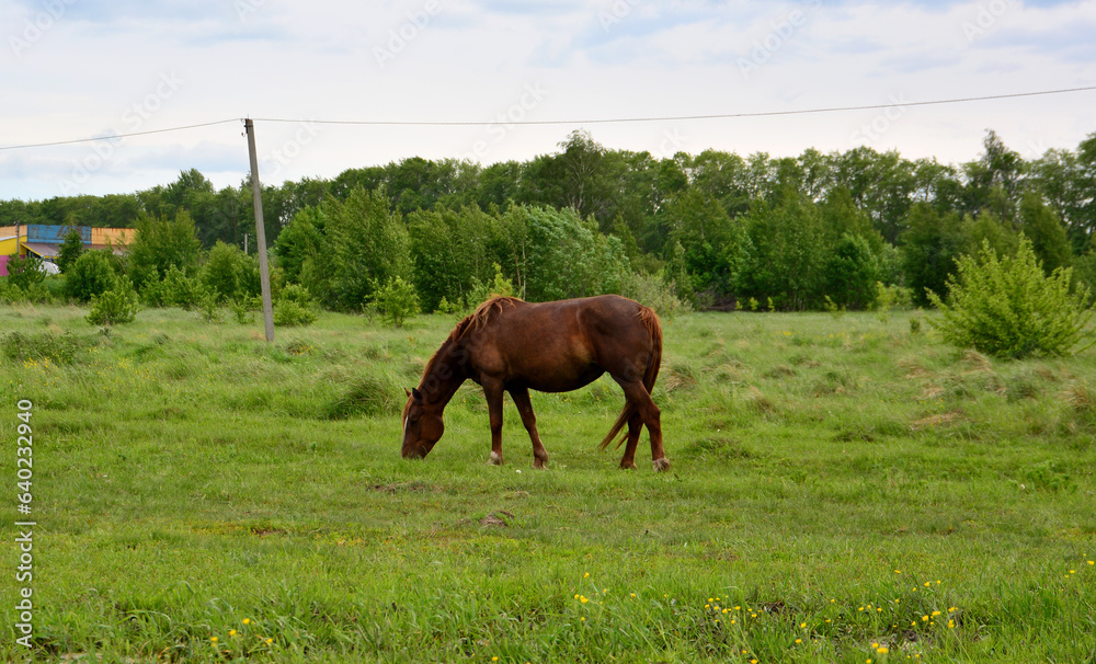 brown horse on the green field with forest line on background copy space  