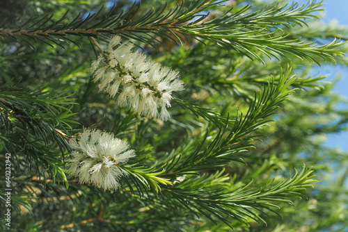 White Melaleuca Armillaris flowers and green narrow leaves close up. Bracelet Honey Myrtle with cream-colored blossoms arranged in spikes with many stamens in the blurred background, Myrtaceae family.