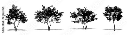 Set or collection of American Beech trees as a black silhouette on white background. Concept or conceptual vector for nature, planet, ecology and conservation, strength, endurance and  beauty