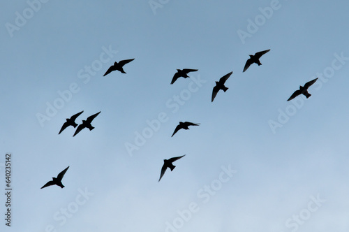 Flock of birds flying in the sky. visible bird silhouettes. Czech republic nature.