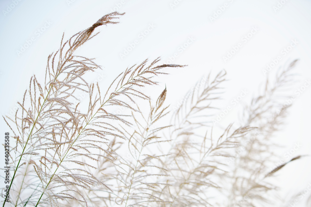 Fototapeta premium reeds flower