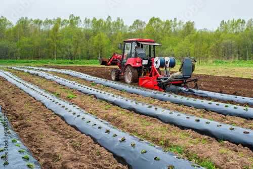 Tractor machine laying plastic mulching film in the field. Rows of strawberry on ground covered by mulch film. Cultivation of berries and vegetables using mulching method