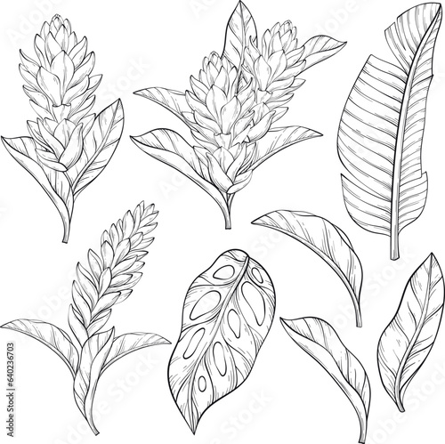 Set of outline alpinia purpurata ginger flowe