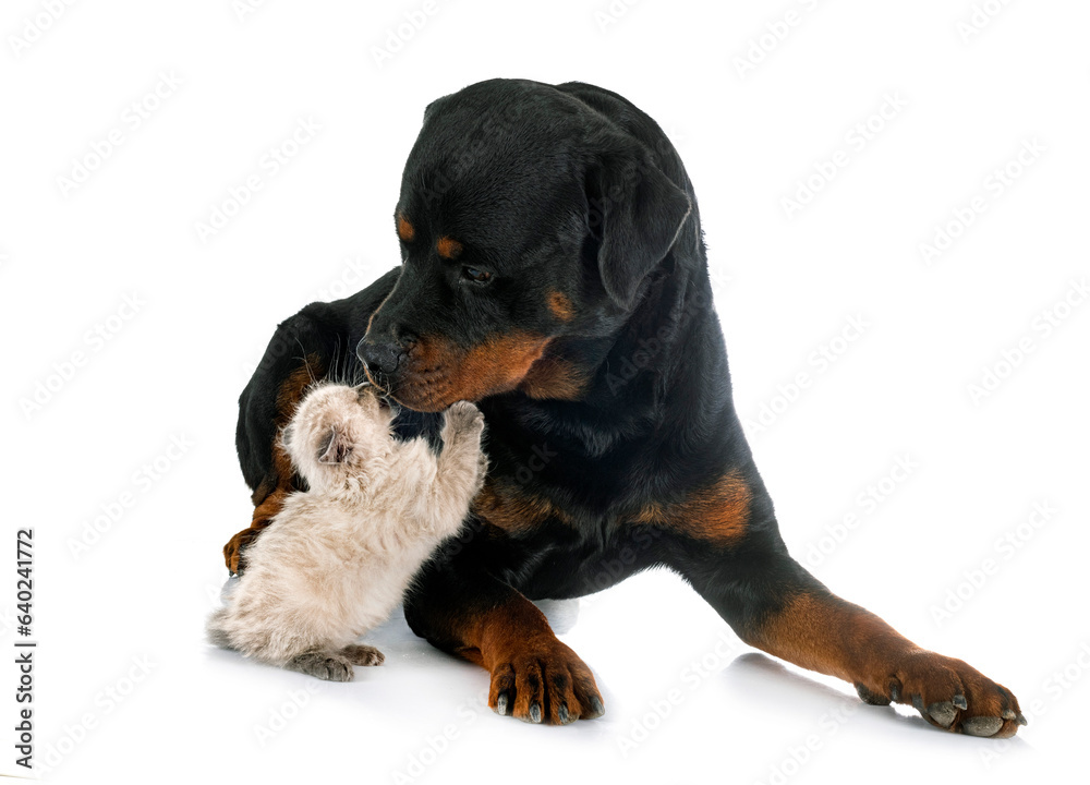 siamese kitten and rottweiler in studio siamese kitten and rottweiler in studio