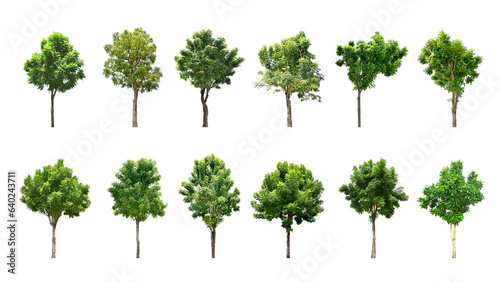 Collection Trees green leaves and some with yellow flowers. total 12 trees. (png) 