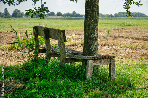 Tienhoven, The Netherlands, August 23, 2023: old and weathered wooden bench with a tree growing through it in a polder landscapen