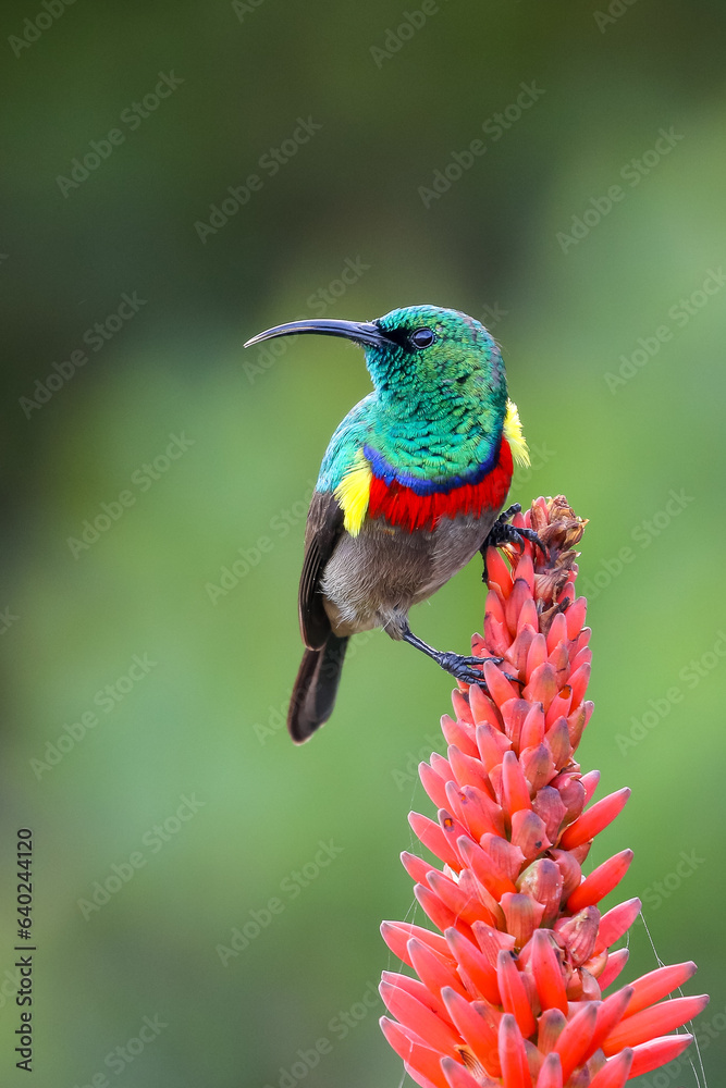 Fototapeta premium Lesser double-collared sunbird perched on a red aloe