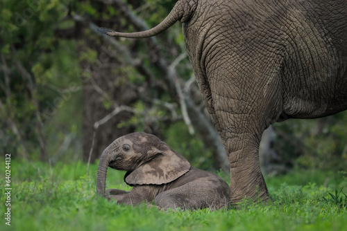Baby elephant playing on the ground under its mother