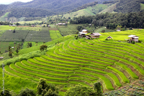 Rice terrace in Chiang Mai, Thailand