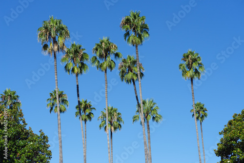 Palm trees, blue, clear sky, shown in Southern California on a sunny day.