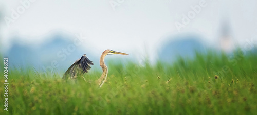 Ardea purpurea red heron flies over the reeds and lands in the grass. photo