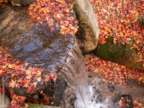 Autumn scenery of the river and autumn leaves in the park