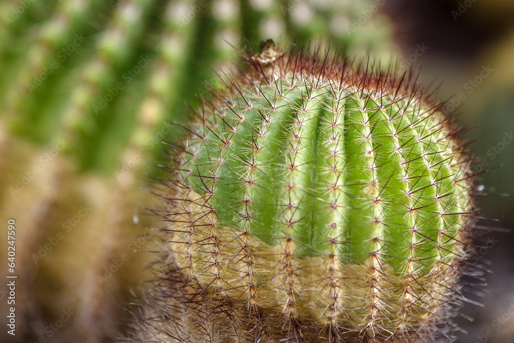 Les cactus Les cactus