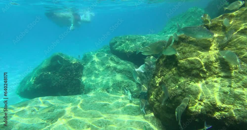 Distant man snorkeling near reef with fishes are foraging (bream, salema, and a female ornate wrasse), Bormes-les-Mimosas, France Distant man snorkeling near reef with fishes are foraging (bream, salema, and a female ornate wrasse), Bormes-les-Mimosas, France