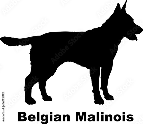 Belgian Malinois dog silhouette dog breeds Animals Pet breeds silhouette