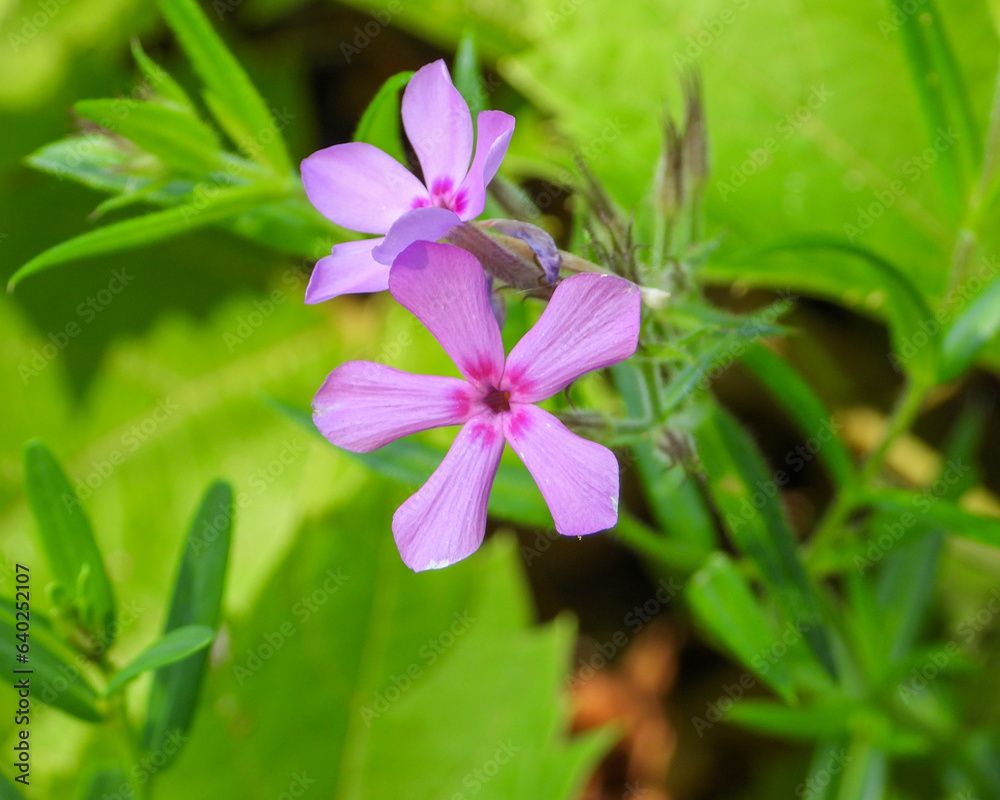 Phlox pilosa (Prairie Phlox) Native North American Wildflower Phlox pilosa (Prairie Phlox) Native North American Wildflower