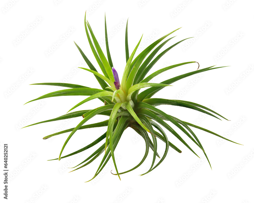 tillandsia air plant growing isolated on white background. This has clipping path. tillandsia air plant growing isolated on white background. This has clipping path.