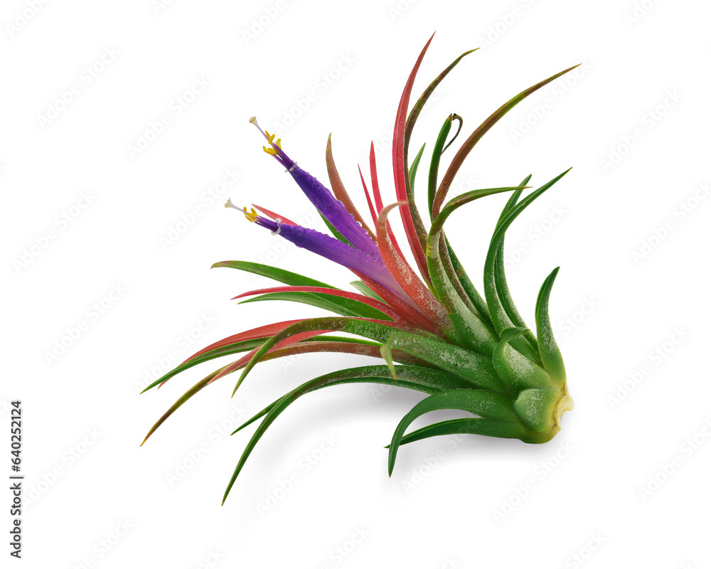 tillandsia air plant growing isolated on white background. This has clipping path. 