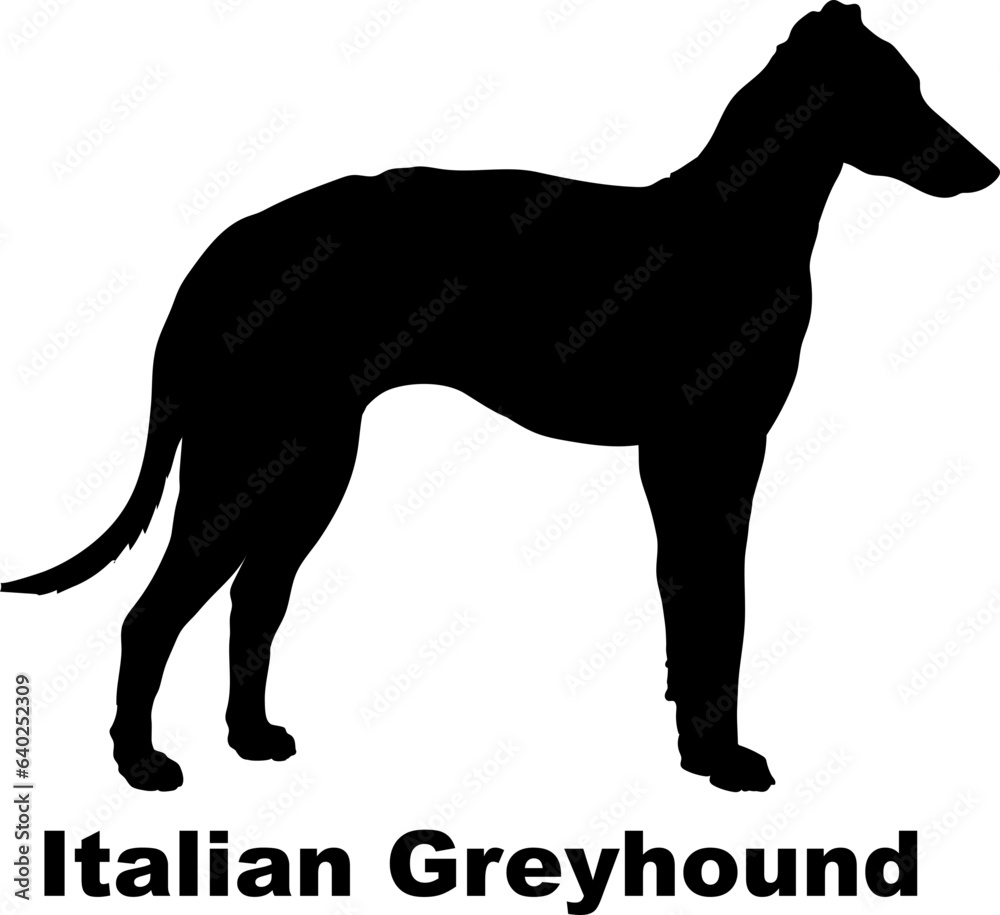 Italian Greyhound dog silhouette dog breeds Animals Pet breeds silhouette