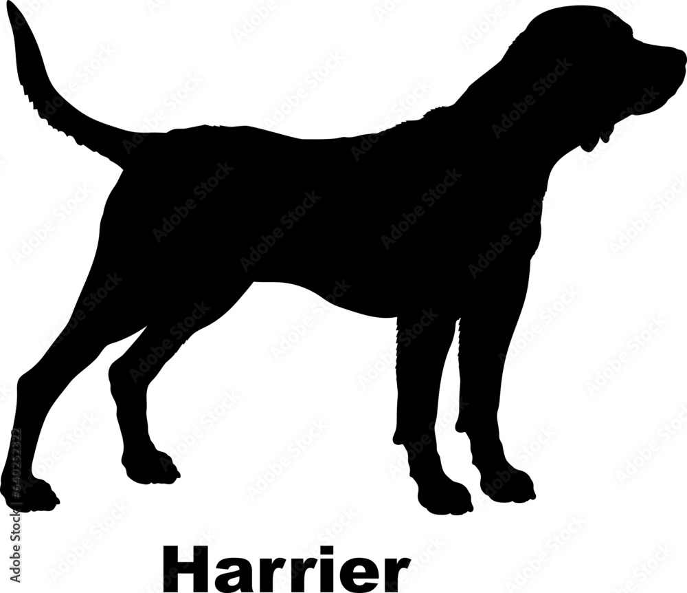 Harrier dog silhouette dog breeds Animals Pet breeds silhouette Harrier dog silhouette dog breeds Animals Pet breeds silhouette