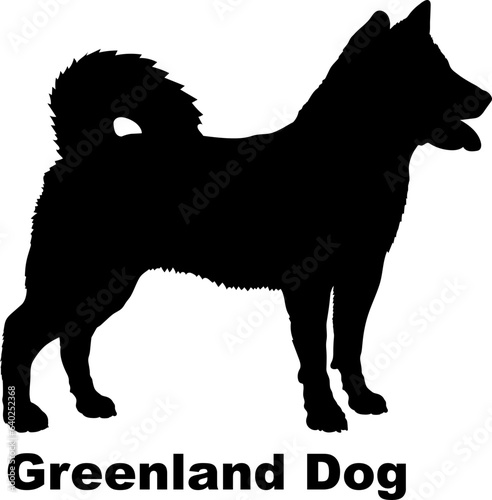  Greenland Dog dog silhouette dog breeds Animals Pet breeds silhouette