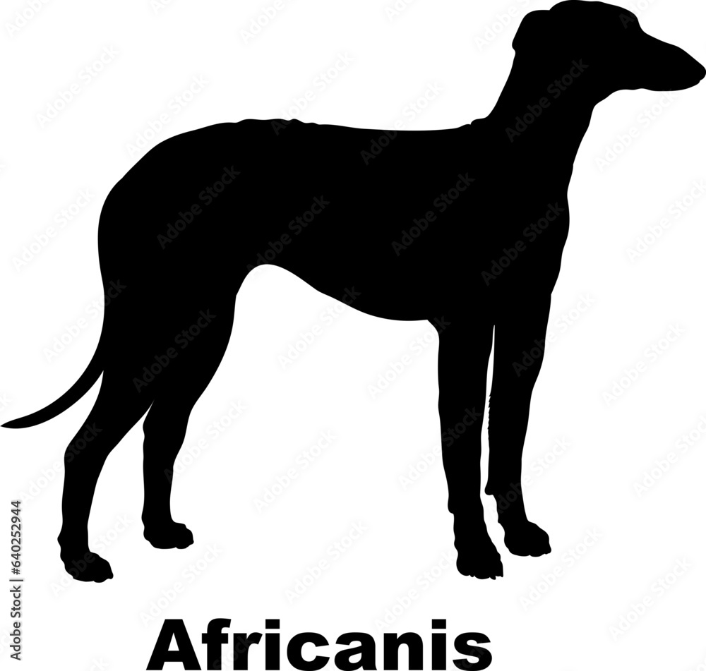 Africanis dog silhouette dog breeds Animals Pet breeds silhouette