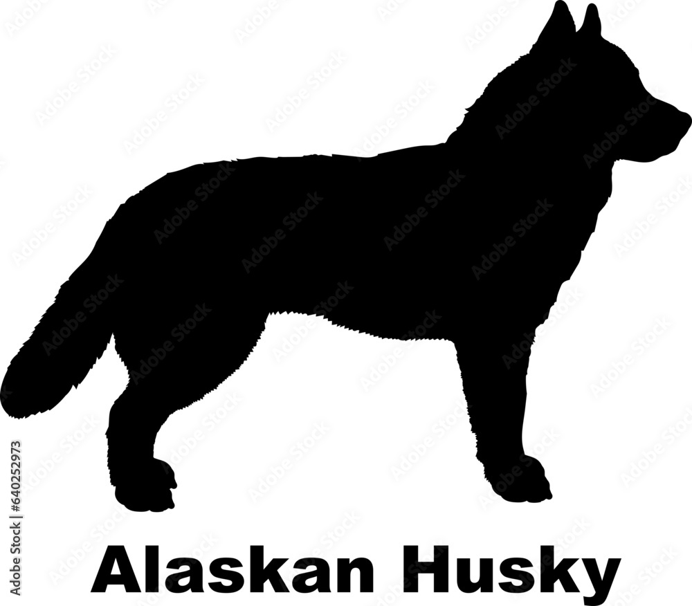 Alaskan Husky dog silhouette dog breeds Animals Pet breeds silhouette Alaskan Husky dog silhouette dog breeds Animals Pet breeds silhouette
