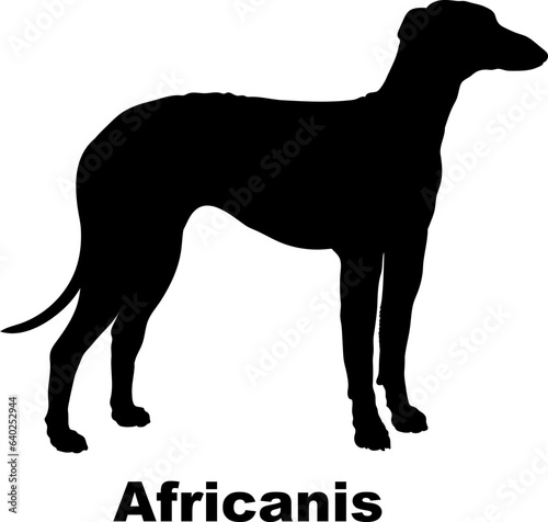 Africanis dog silhouette dog breeds Animals Pet breeds silhouette