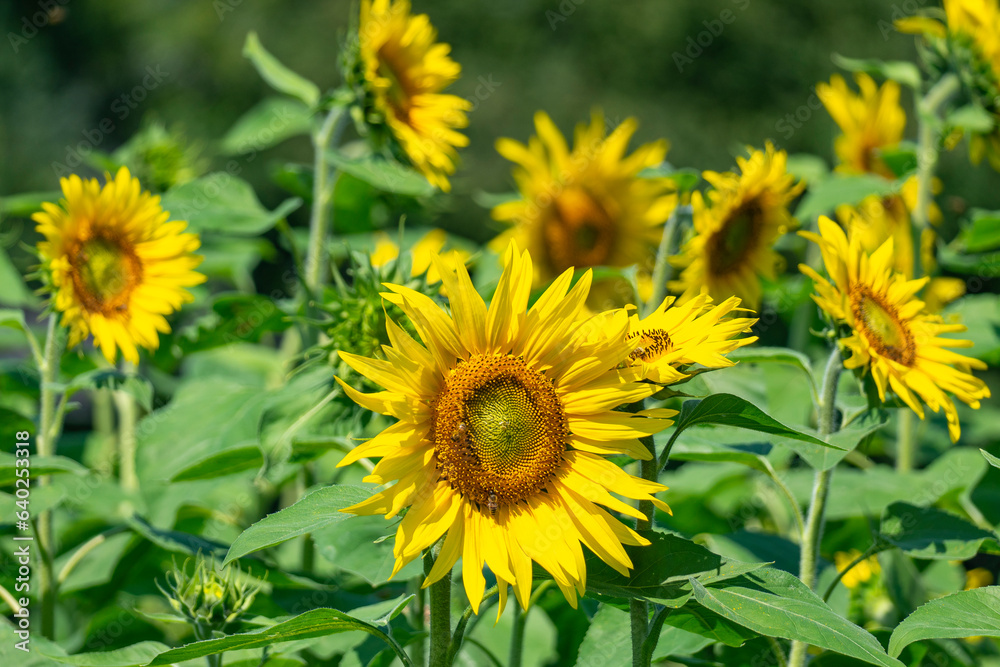 yellow sunflower on green sunflower field in the sunlight, with forest, tree and blue sky in background, with bee at work! yellow sunflower on green sunflower field in the sunlight, with forest, tree and blue sky in background, with bee at work!