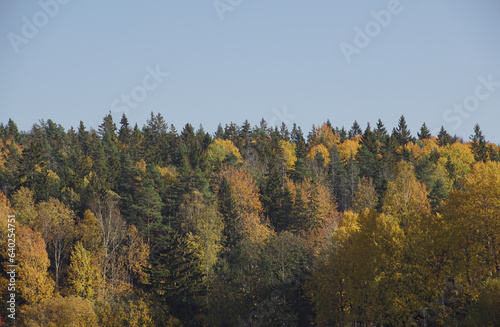 Trees in forest against clear sky during autumn