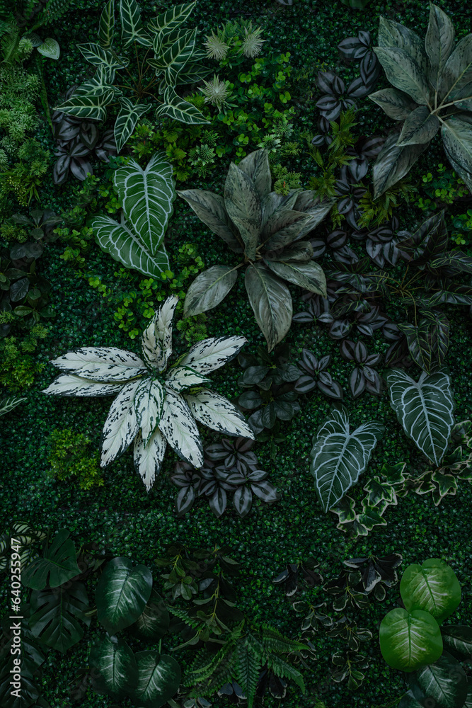 custom made wallpaper toronto digitalGroup of dark green tropical leaves background, Nature Lush Foliage Leaf Texture, tropical leaf