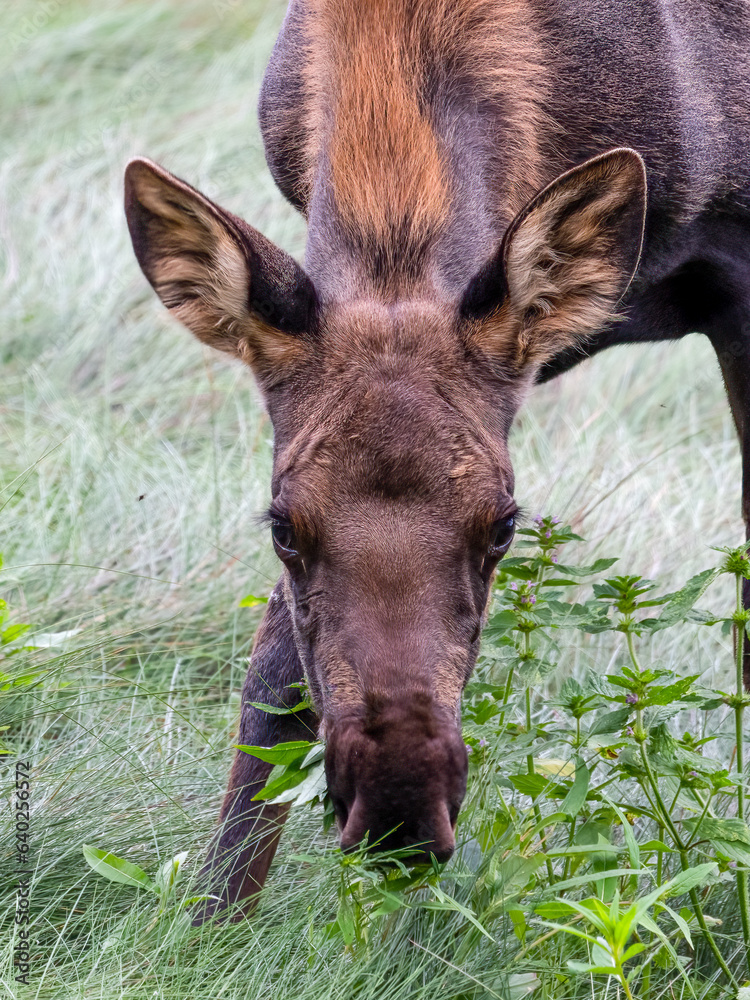 Fototapeta premium Moose Cow at Knik river, Alaska