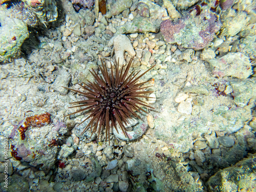 Sea urchin at the bottom of a coral reef in the Red Sea