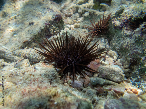 Sea urchin at the bottom of a coral reef in the Red Sea