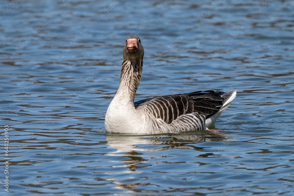 Fototapeta premium The greylag goose, Anser anser is a species of large goose