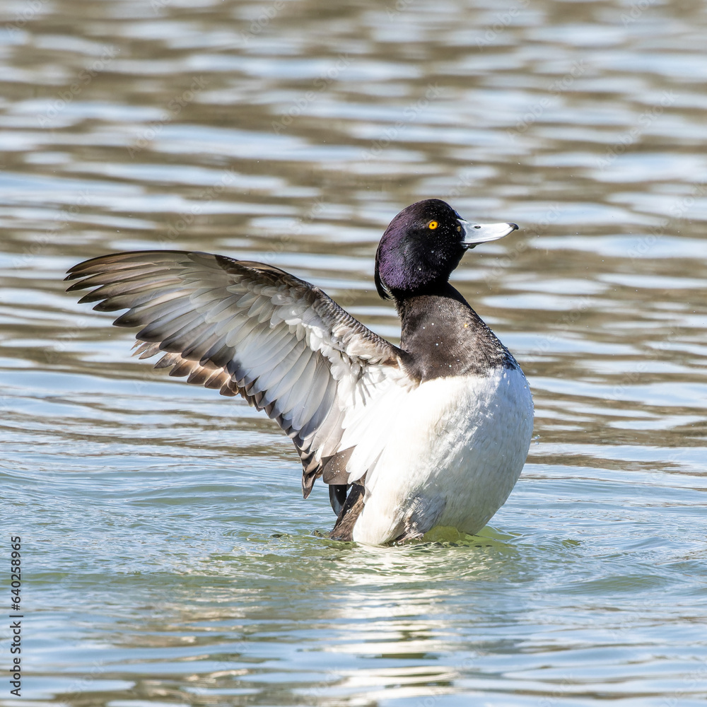 Fototapeta premium The tufted duck, Aythya fuligula, a diving duck spreading its wings on water on a Lake at Munich