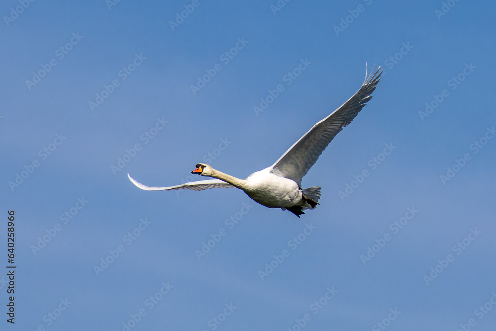 Mute swan, Cygnus olor flying over a lake in the English Garden in Munich, Germany Mute swan, Cygnus olor flying over a lake in the English Garden in Munich, Germany