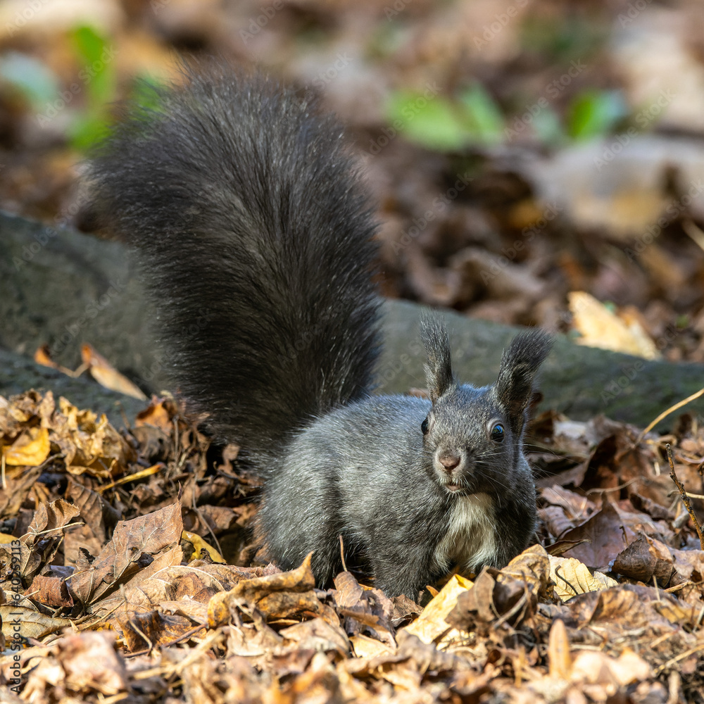 Grey squirrel, Sciurus at Old North Cemetery of Munich, Germany Grey squirrel, Sciurus at Old North Cemetery of Munich, Germany