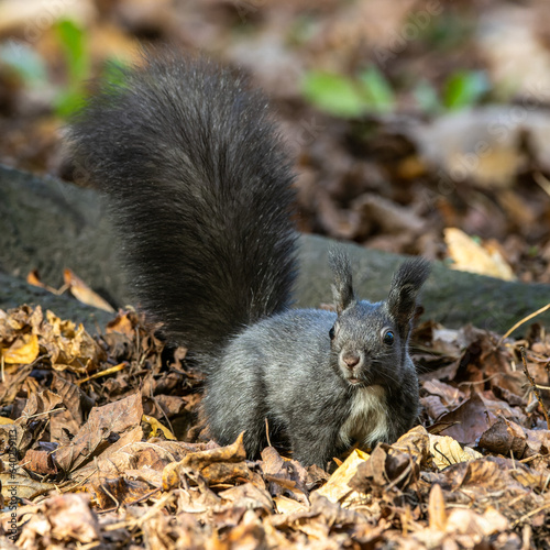 Grey squirrel  Sciurus at Old North Cemetery of Munich  Germany