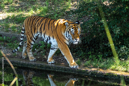 The Siberian tiger Panthera tigris altaica in a park