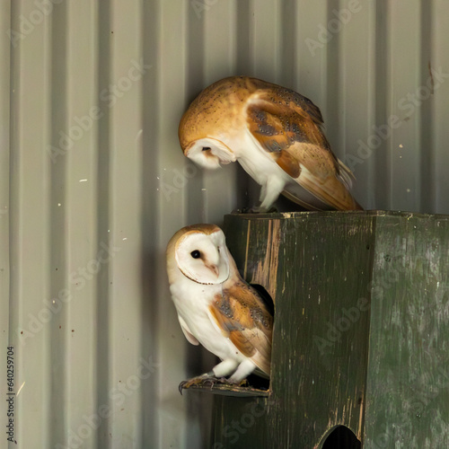 Pair of barn owls around their nesting box.