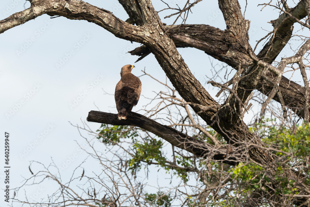 Aigle pomarin,. Clanga pomarina, Lesser Spotted Eagle Aigle pomarin,. Clanga pomarina, Lesser Spotted Eagle
