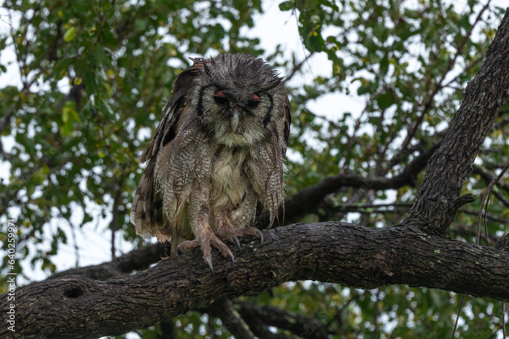 Grand duc de Verreaux,.Ketupa lactea, Verreaux's Eagle Owl Grand duc de Verreaux,.Ketupa lactea, Verreaux's Eagle Owl