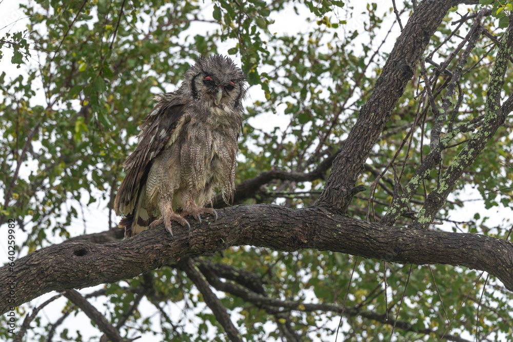 Grand duc de Verreaux,.Ketupa lactea, Verreaux's Eagle Owl Grand duc de Verreaux,.Ketupa lactea, Verreaux's Eagle Owl