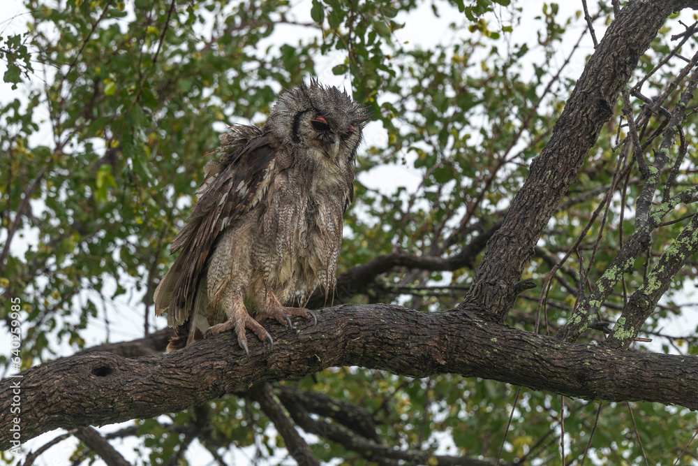 Grand duc de Verreaux,.Ketupa lactea, Verreaux's Eagle Owl Grand duc de Verreaux,.Ketupa lactea, Verreaux's Eagle Owl