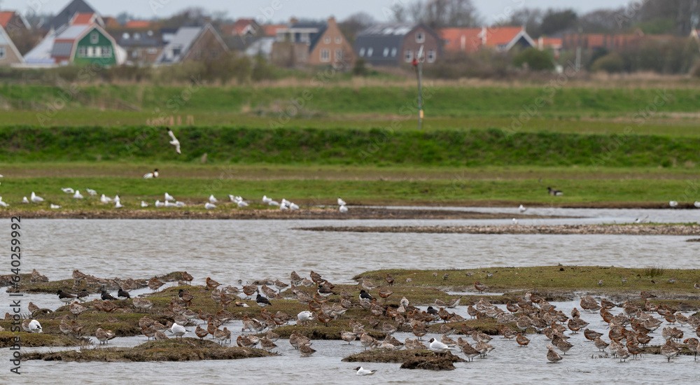 Barge rousse,.Limosa lapponica, Bar tailed Godwit