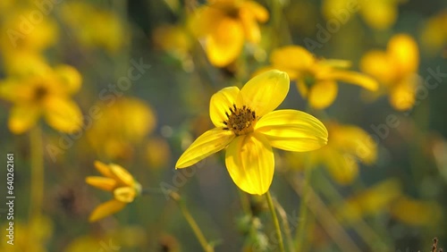 Thickseed Bidens ferulifolia yellow flower in bloom photo